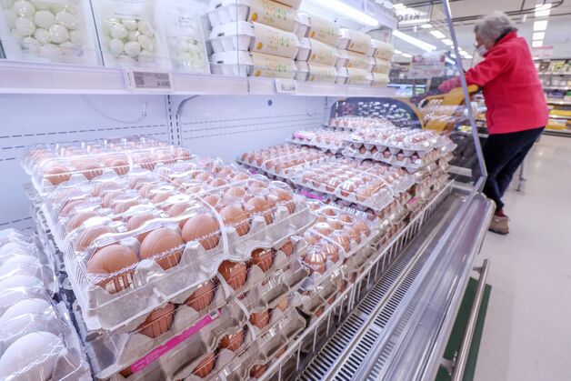 정부, 브라질산 병아리, 계란·가금육 전면 수입금지…고병원성 AI 발생