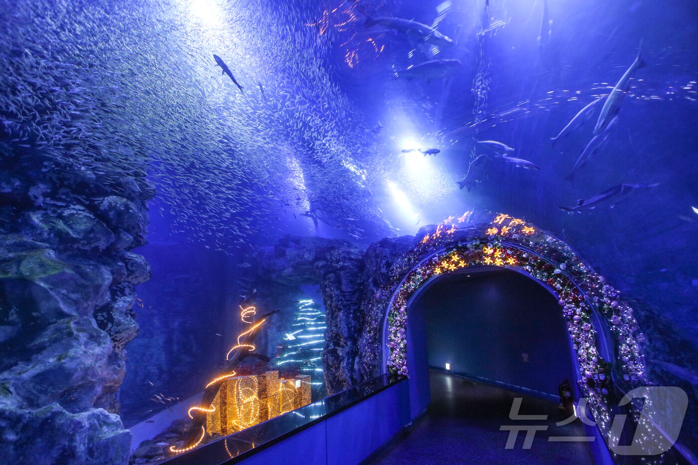 본문 이미지 - 단양 다누리아쿠아리움/뉴스1 