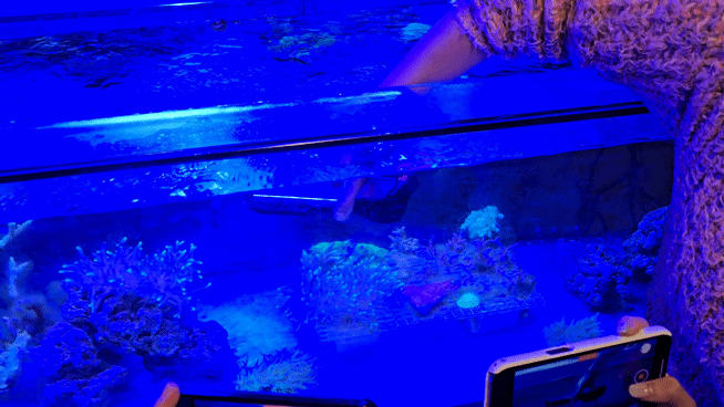 본문 이미지 - 24일&#40;현지 시간&#41; 미국 캘리포니아대 샌디에이고&#40;UCSD&#41; 스크립스 해양학 연구소에서 연구진이 갤럭시 S24를 활용해 수조에 심어진 산호초를 촬영하는 모습./뉴스1 ⓒ News1 윤주영 기자