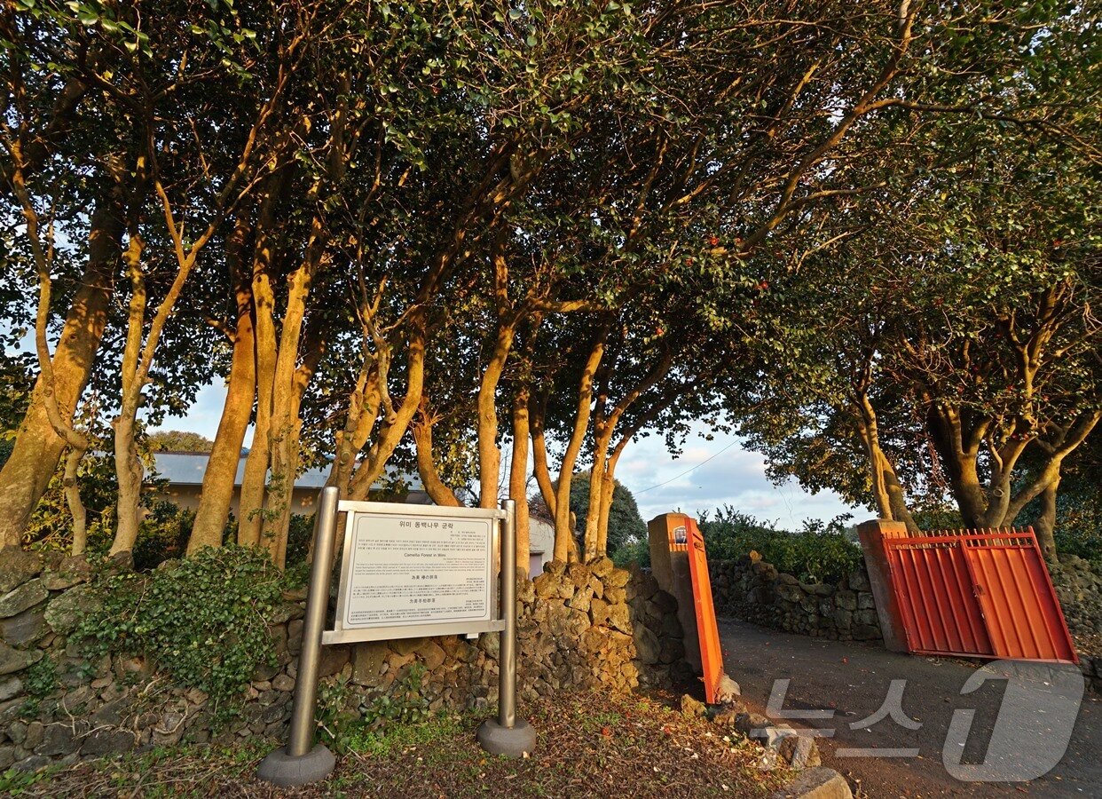 본문 이미지 - 위미 동백 나무 군락(비짓제주 갈무리)