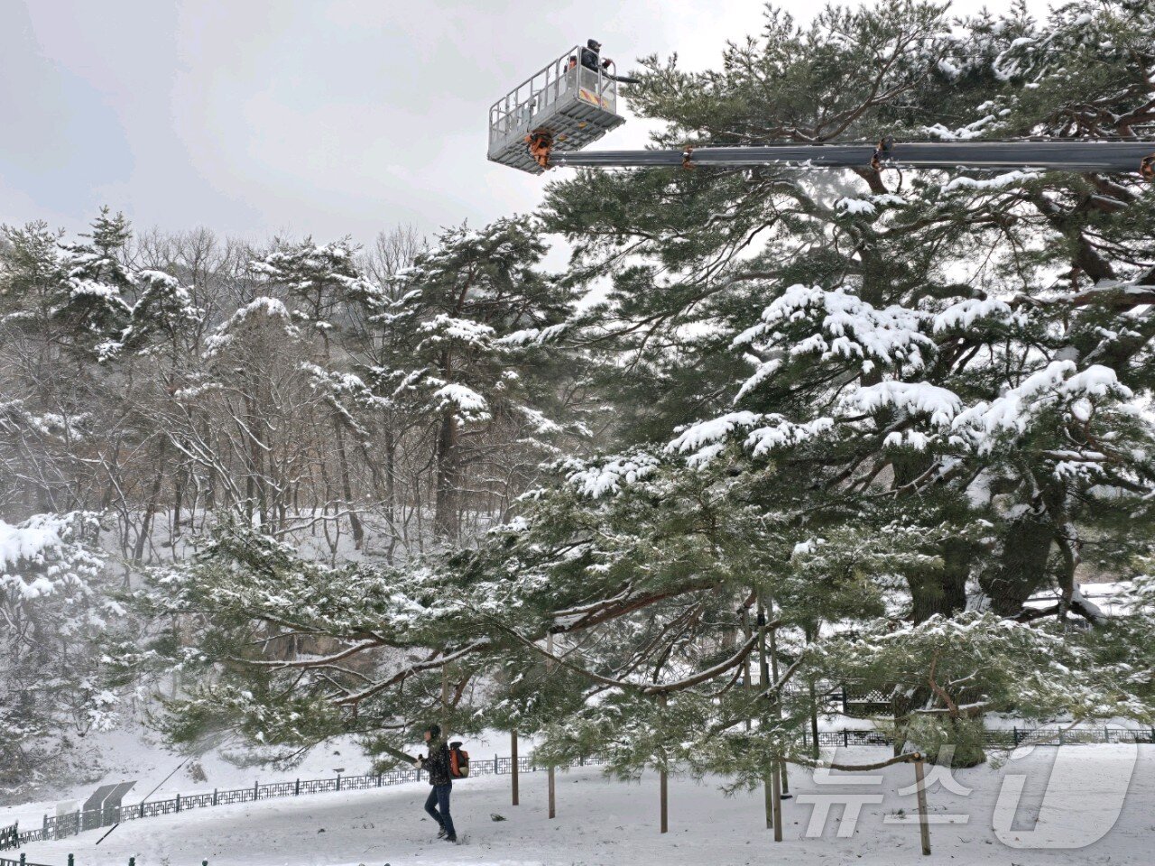 본문 이미지 - 충북 보은군이 제설작업 인력을 동원해 장안면 서원리 소재 천연기념물 352호인 &#39;정부인 소나무&#39;에 쌓인 눈을 털어내고 있다. &#40;보은군 제공&#41;/뉴스1 