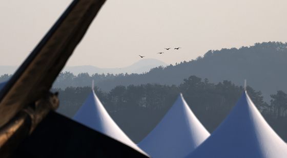 국내공항 조류충돌 매년 증가