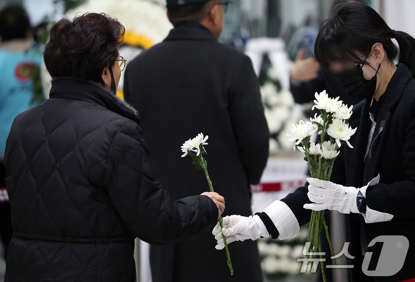 (무안=뉴스1) 김진환 기자 = 3일 전남 무안군 무안국제공항에 마련된 제주항공 여객기 참사 희생자 합동분향소에서 한 자원봉사자가 조문객에게 국화를 나눠주고 있다. 2025.1.3 …