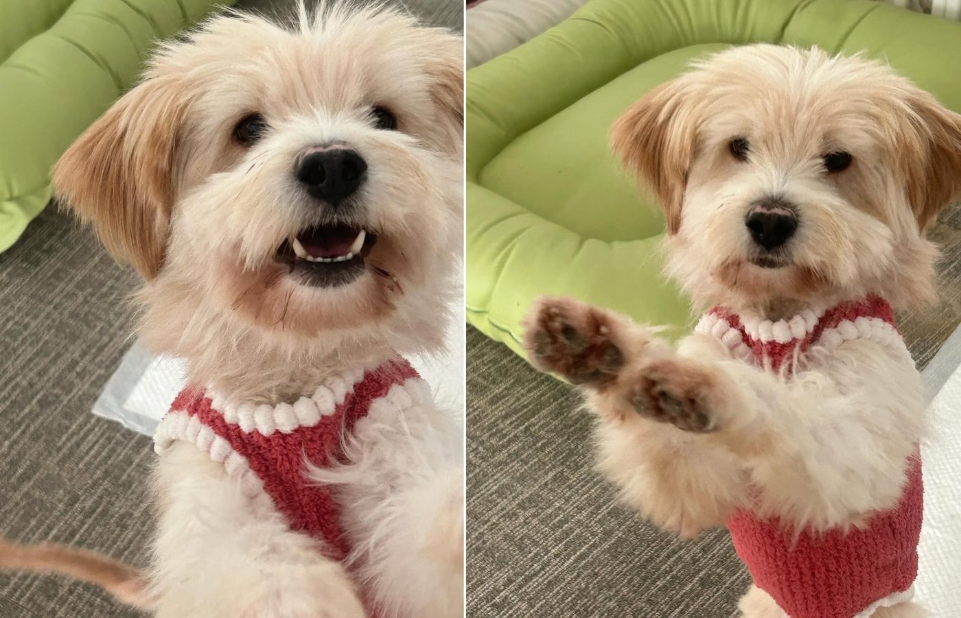 본문 이미지 - 애교 부리는 순돌이 &#40;새로쉼터 제공&#41; ⓒ 뉴스1