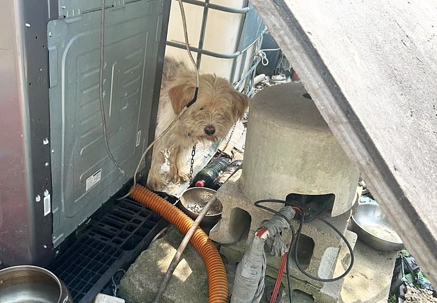 본문 이미지 - 고물 더미에 묶여 위험한 환경에서 방치된 채 지내던 순돌이 &#40;새로쉼터 제공&#41; ⓒ 뉴스1