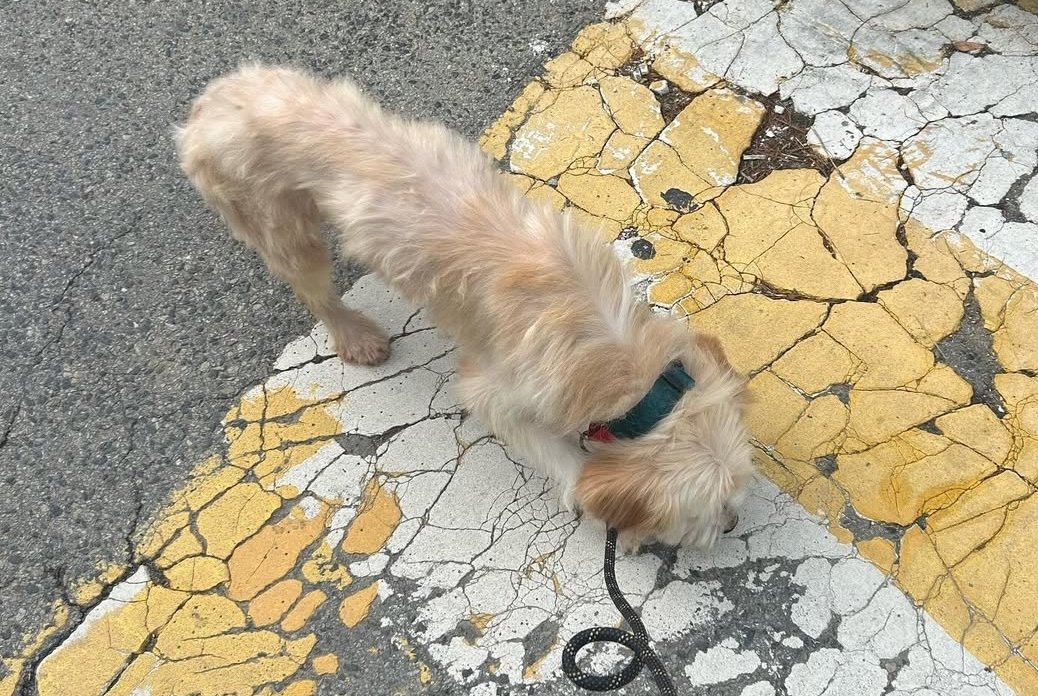 본문 이미지 - 순돌이는 구조 당시 너무 말라 걸으면서도 휘청거렸다. &#40;새로쉼터 제공&#41; ⓒ 뉴스1