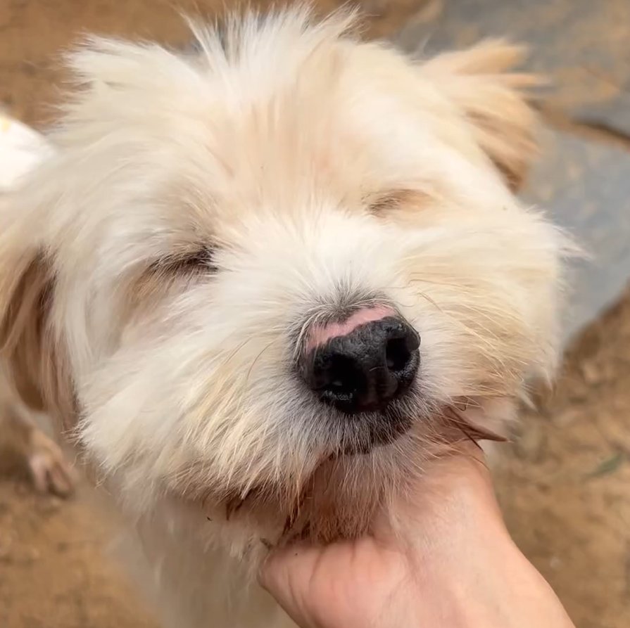 본문 이미지 - 새로쉼터에서 보호 중인 순돌이 &#40;새로쉼터 제공&#41; ⓒ 뉴스1