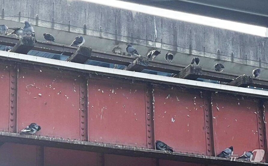 본문 이미지 - 도심 속 비둘기./뉴스1 
