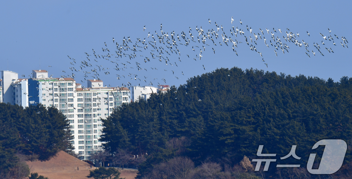 (포항=뉴스1) 최창호 기자 = 설연휴 마지막날인 30일 경북 포항시 북구 영일대해수욕장에서 갈매기들이 무리지어 날아다니고 있다. 2025.1.30/뉴스1