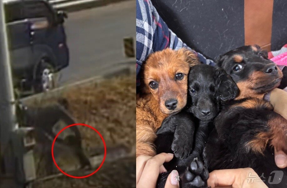 본문 이미지 - 강아지들을 유기하는 남성(제보자 영상)과 현재 코리안독스에서 보호 받고 있는 강아지들의 모습 ⓒ 뉴스1