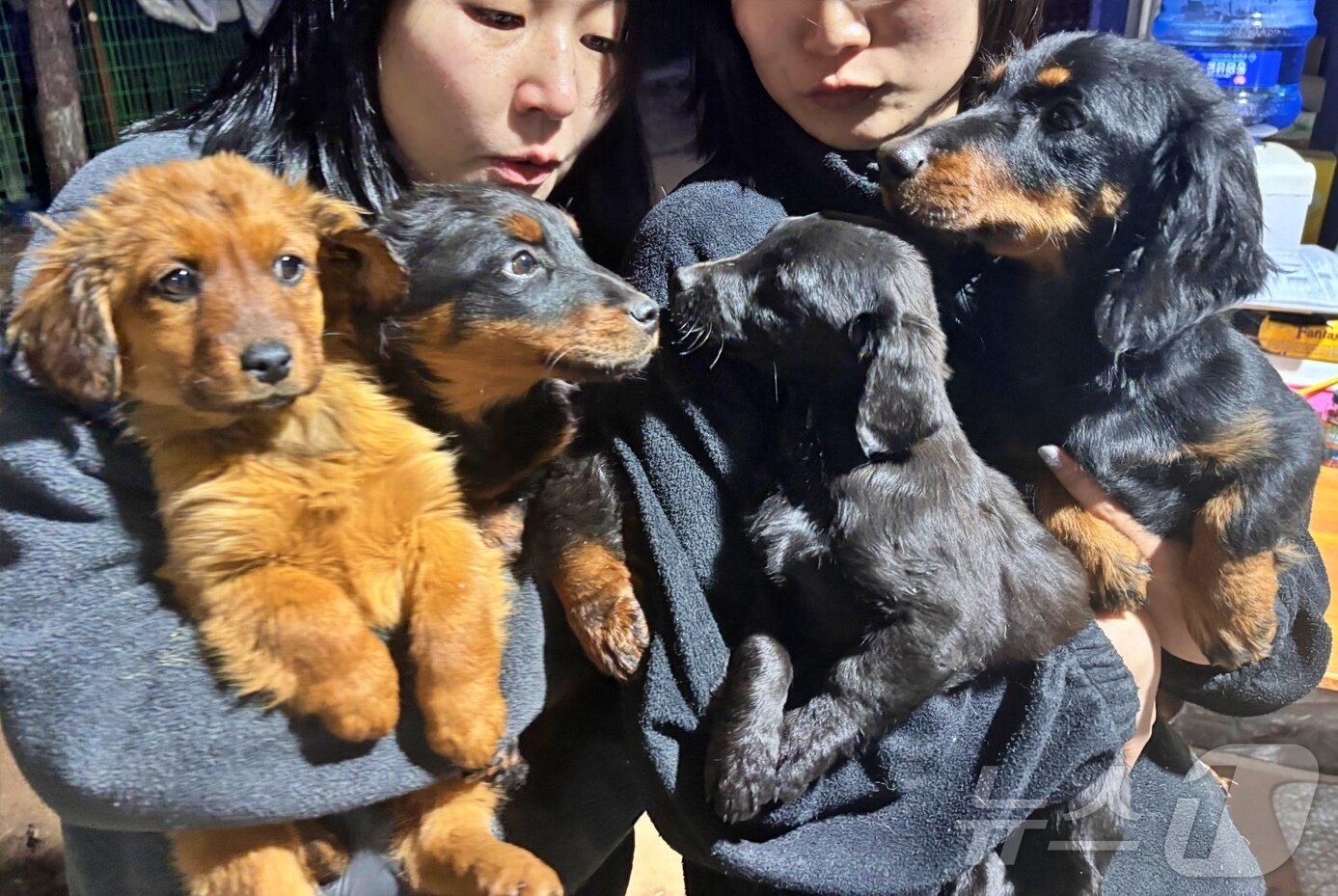 본문 이미지 - 공터에 버려졌던 강아지들이 현재 보호를 받고 있다(코리안독스 제공) ⓒ 뉴스1