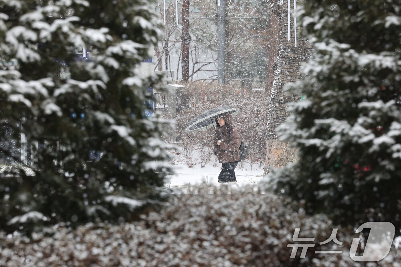 본문 이미지 - 31일 오후 서울 광화문광장에 눈이 내려 한 시민이 우산을 쓰고 발걸음을 옮기고 있다. 2025.1.31/뉴스1 ⓒ News1 신웅수 기자