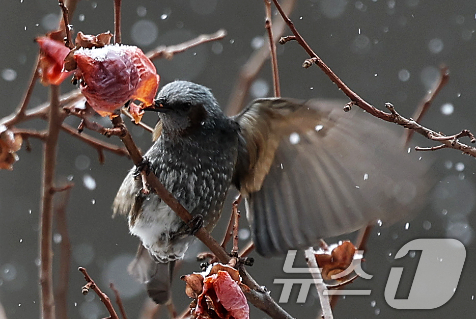 (서울=뉴스1) 오대일 기자 = 폭설이 내린 31일 서울 양천구의 한 빌딩숲에서 직박구리가 감나무에 매달린 홍시를 쪼아먹고 있다. 2025.1.31/뉴스1