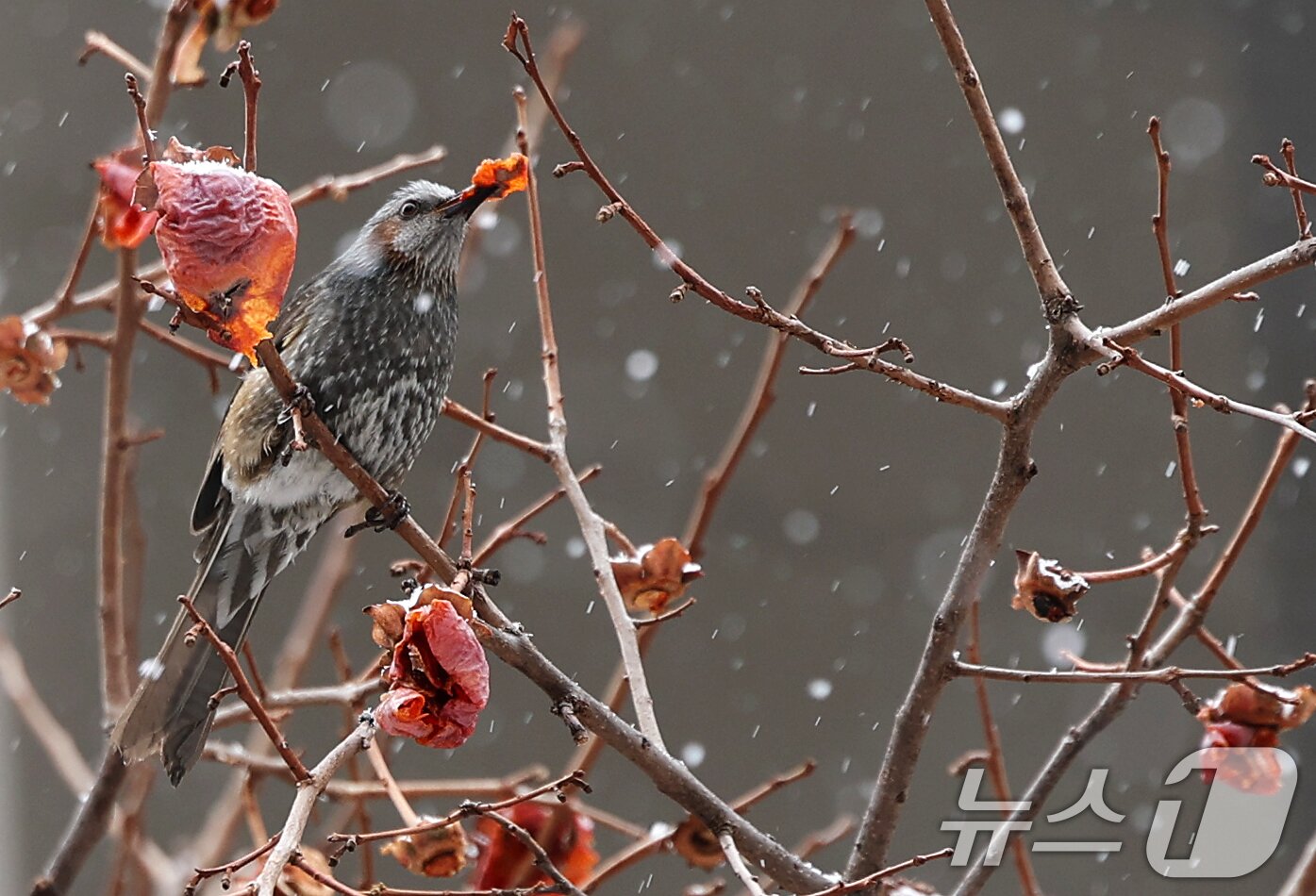 본문 이미지 - 폭설이 내린 31일 서울 양천구의 한 빌딩숲에서 직박구리가 감나무에 매달린 홍시를 쪼아먹고 있다. 2025.1.31/뉴스1 ⓒ News1 오대일 기자