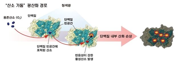 UNIST, 항산화 시스템 피하는 청색광 단백질 손상 경로 규명