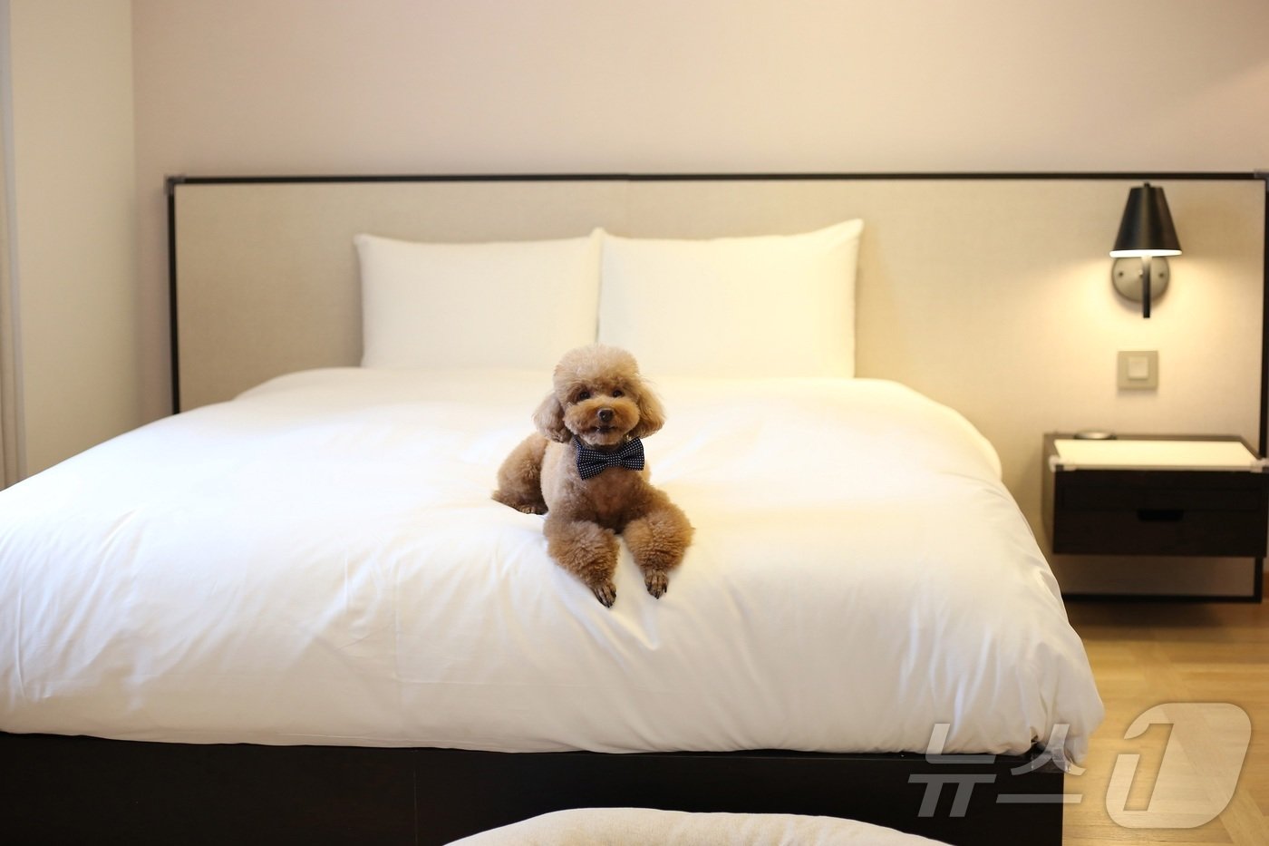 본문 이미지 - 메종 글래드 제주의 펫 프렌들리 룸.&#40;메종 글래드 제주 제공&#41;