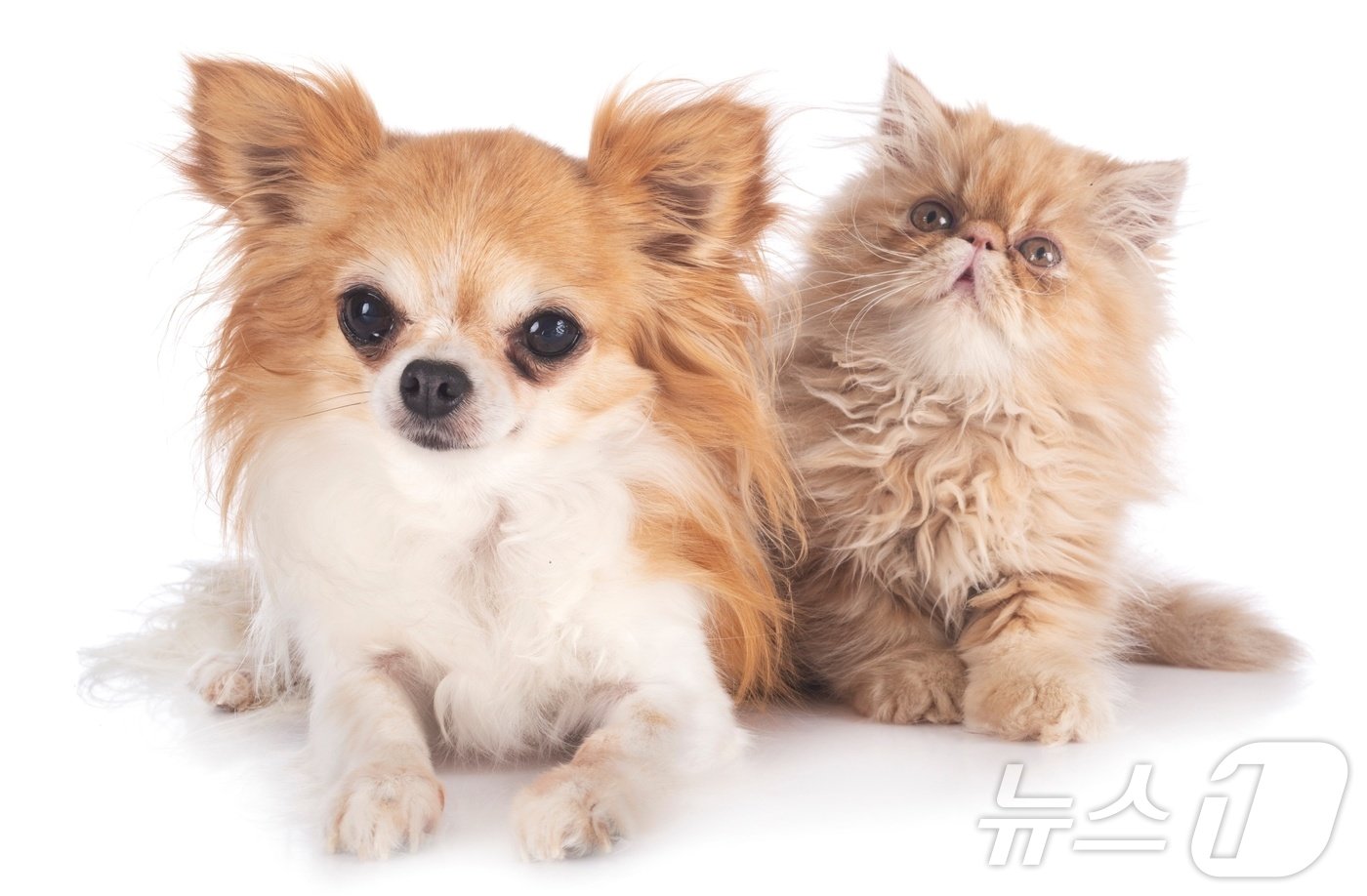 본문 이미지 - 단두종 강아지와 고양이(사진 이미지투데이) ⓒ 뉴스1