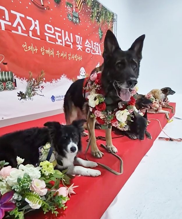 본문 이미지 - 한국인명구조견협회 은퇴식에 참석한 반려견의 얼굴에 흰 털이 나 뭉클함을 자아냈다. ⓒ 뉴스1