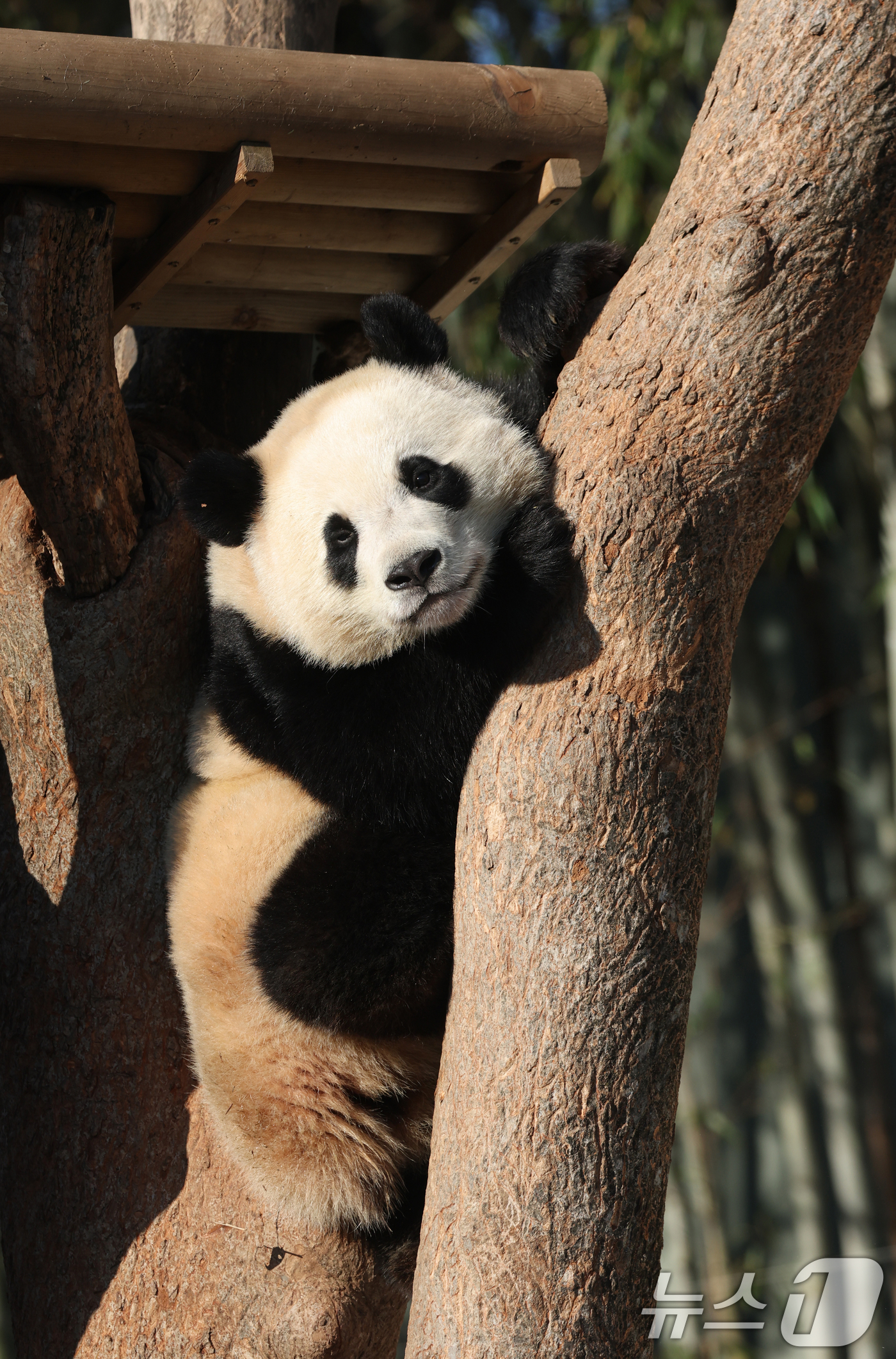 (용인=뉴스1) 김영운 기자 = 본격적인 한파가 찾아온 7일 오전 경기 용인시 처인구 에버랜드 판다월드에서 후이바오가 나무 위에서 낮잠을 즐기고 있다. 2025.1.7/뉴스1