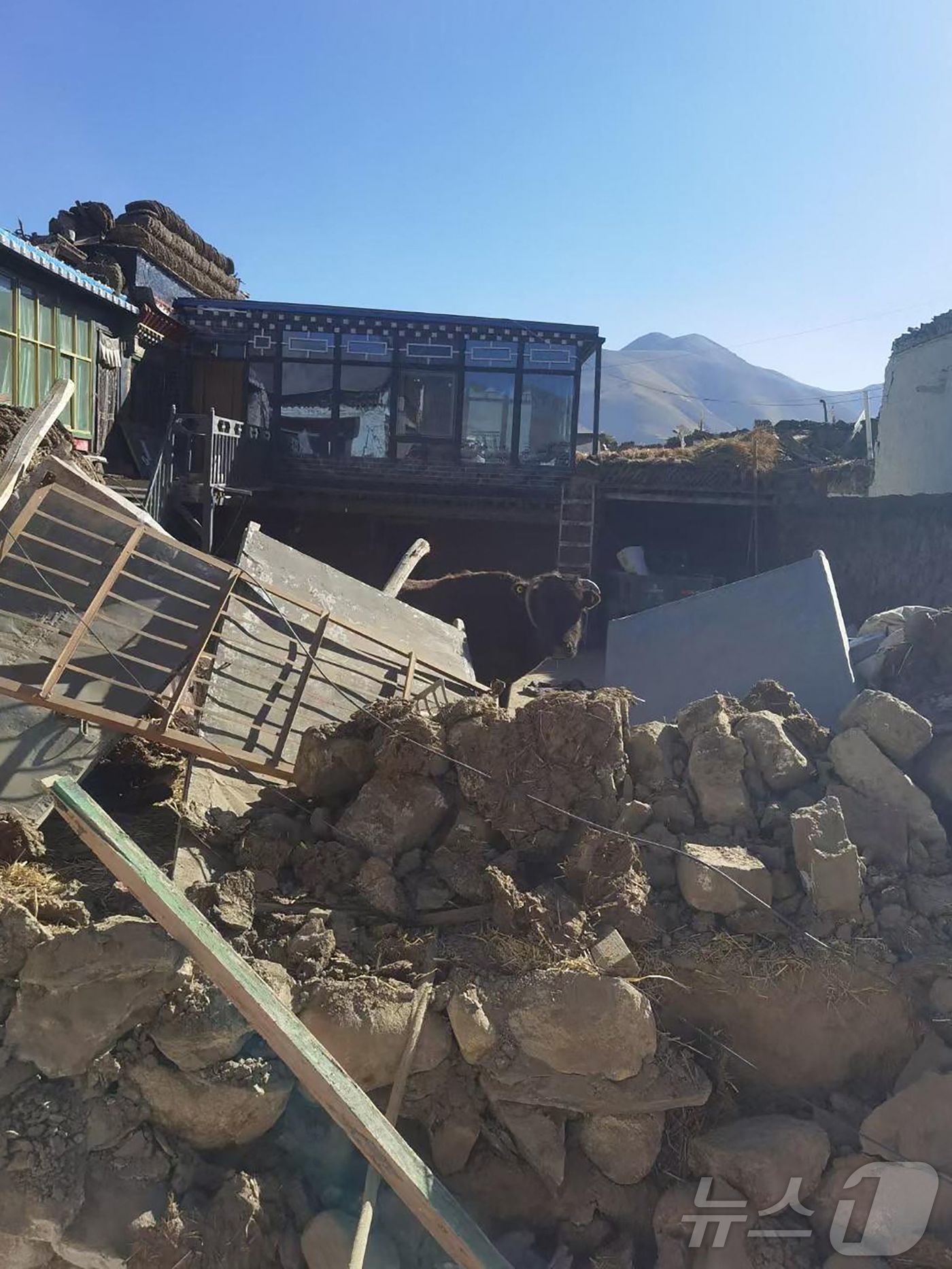 본문 이미지 - 7일 (현지시간) 규모 7.1 지진이 발생해 126명이 숨진 중국 시짱티베트 자치구의 시가체시 딩리현에서 무너진 주택 사이에 가축이 보인다. 2025.01.08 ⓒ AFP=뉴스1 ⓒ News1 우동명 기자