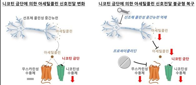 "올해는 금연 쉬워지나"…국내 연구진 담배 금단증상 기전 규명