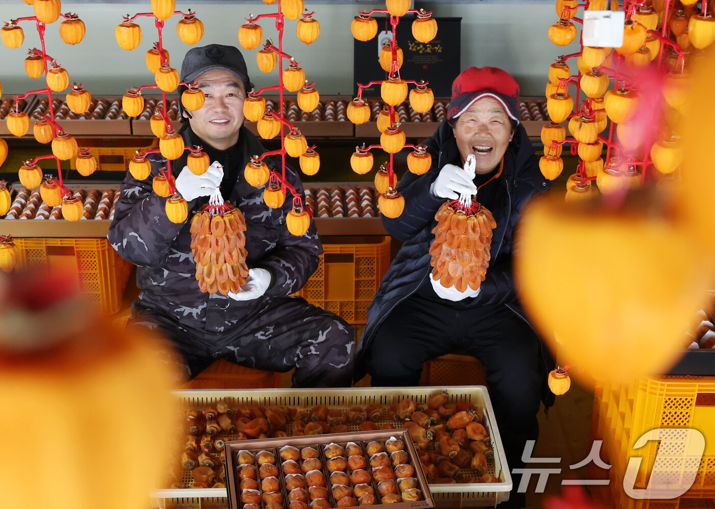 본문 이미지 - 8일 경남 함양군 서하면 오현마을 청춘농원 박춘호 씨가 ‘제9회 지리산함양 고종시곶감축제’에서 선보일 겨울햇살에 잘 말린 곶감을 들어보이고 있다. &#40;함양군 김용만 제공&#41; 2025.1.8/뉴스1