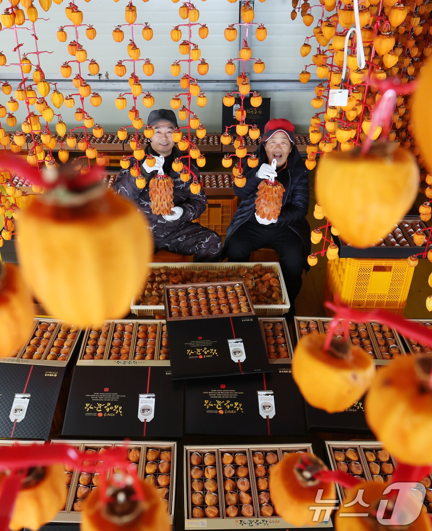 본문 이미지 - 8일 경남 함양군 서하면 오현마을 청춘농원 박춘호 씨가 ‘제9회 지리산함양 고종시곶감축제’에서 선보일 겨울햇살에 잘 말린 곶감을 들어보이고 있다. &#40;함양군 김용만 제공&#41; 2025.1.8/뉴스1