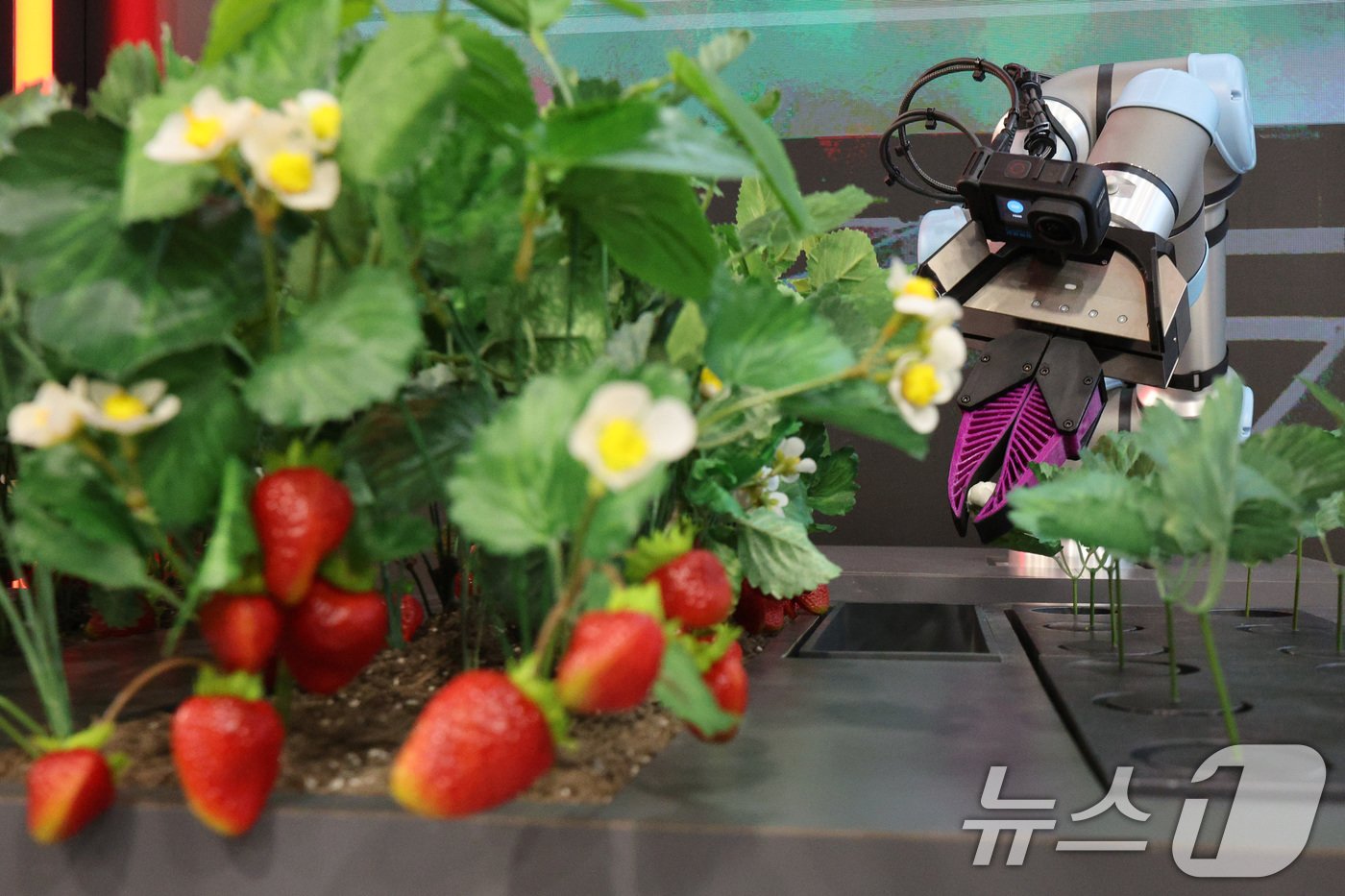 본문 이미지 - 세계 최대 정보기술&#40;IT&#41;·가전 전시회 &#39;CES 2025&#39; 개막일인 7일&#40;현지시간&#41; 미국 네바다주 라스베이거스 컨벤션센터&#40;LVCC&#41;에 마련된 대동 부스에서 인공지능&#40;AI&#41; 다기능 농업 로봇이 불필요한 부분을 제거하고 있다. 2025.1.8/뉴스1 ⓒ News1 신웅수 기자
