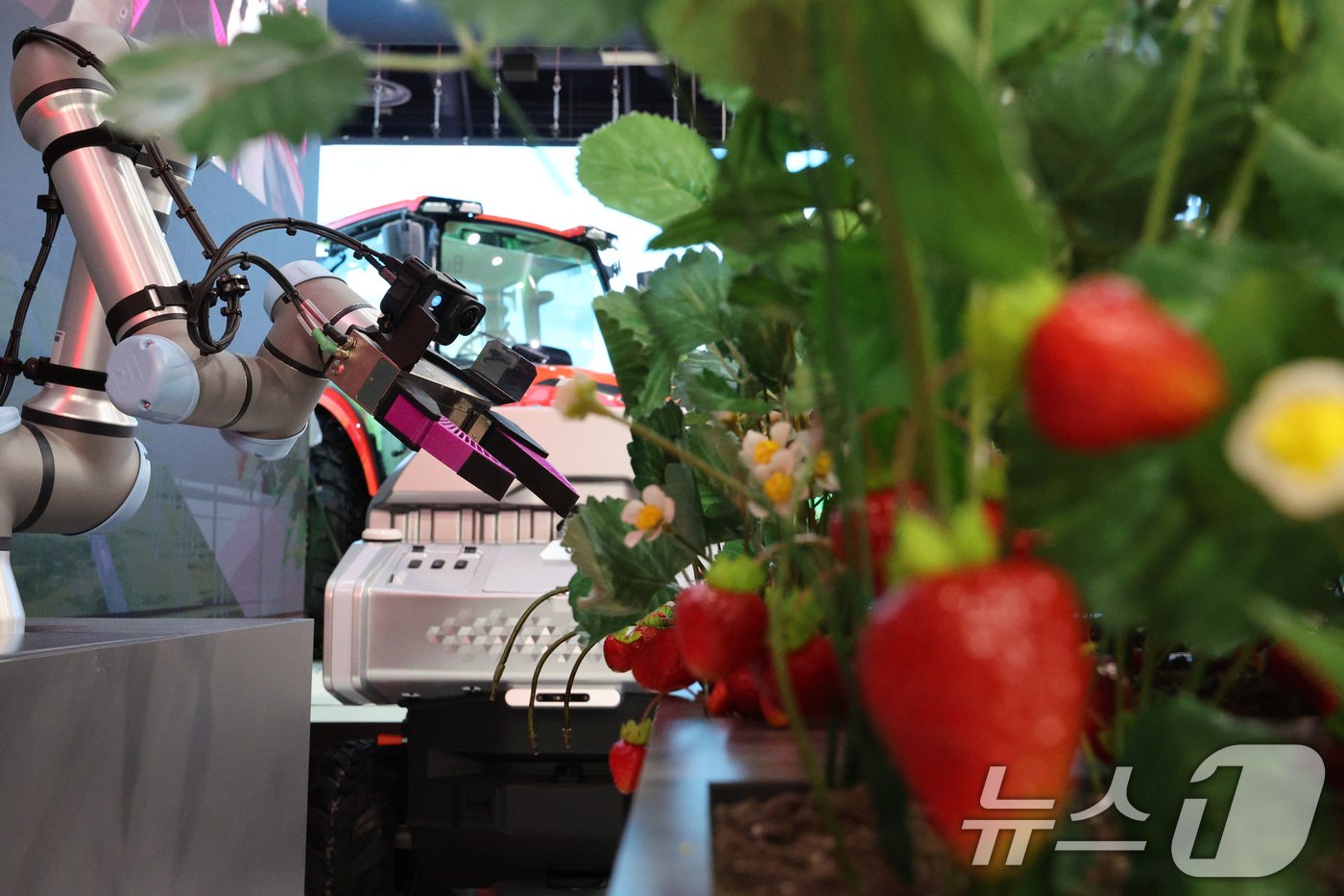 본문 이미지 - 세계 최대 정보기술&#40;IT&#41;·가전 전시회 &#39;CES 2025&#39; 개막일인 7일&#40;현지시간&#41; 미국 네바다주 라스베이거스 컨벤션센터&#40;LVCC&#41;에 마련된 대동 부스에서 인공지능&#40;AI&#41; 다기능 농업 로봇이 불필요한 가지를 제거하고 있다. 2025.1.8/뉴스1 ⓒ News1 신웅수 기자