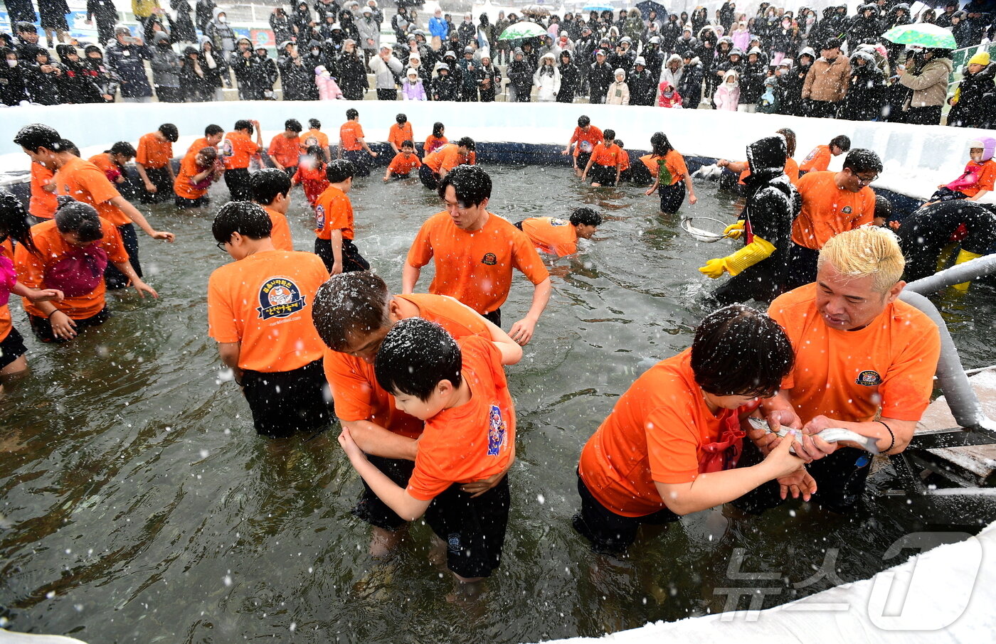 본문 이미지 - 화천산천어축제 맨손잡기.(화천군 제공)