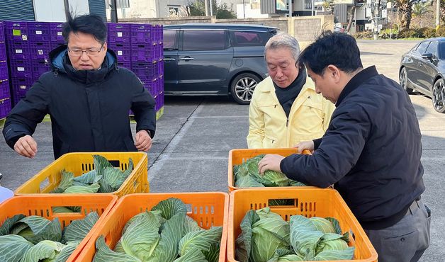 설 앞두고 제주산 월동채소 가격 급등…무 20㎏ 3만2561원 '작년 3배'