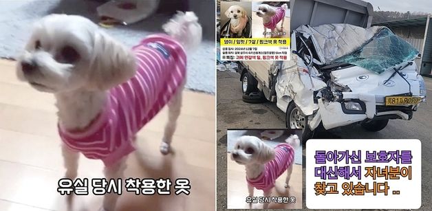 교통사고로 가족 숨지고 반려견 실종돼…"댕이를 찾아주세요"