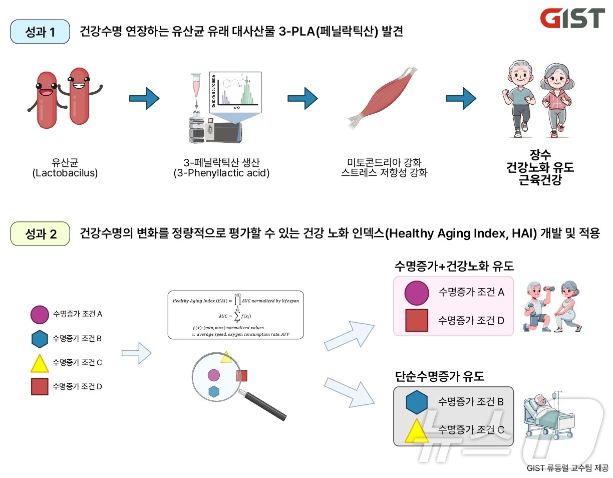 본문 이미지 - 건강수명 연장하는 유산균 유래 대사산물 3-PLA(페닐락틱산)과 건강수명의 변화를 정량적으로 평가할 수 있는 건강 노화 인텍스 개발 및 적용 모식도(지스트 제공)/뉴스1 