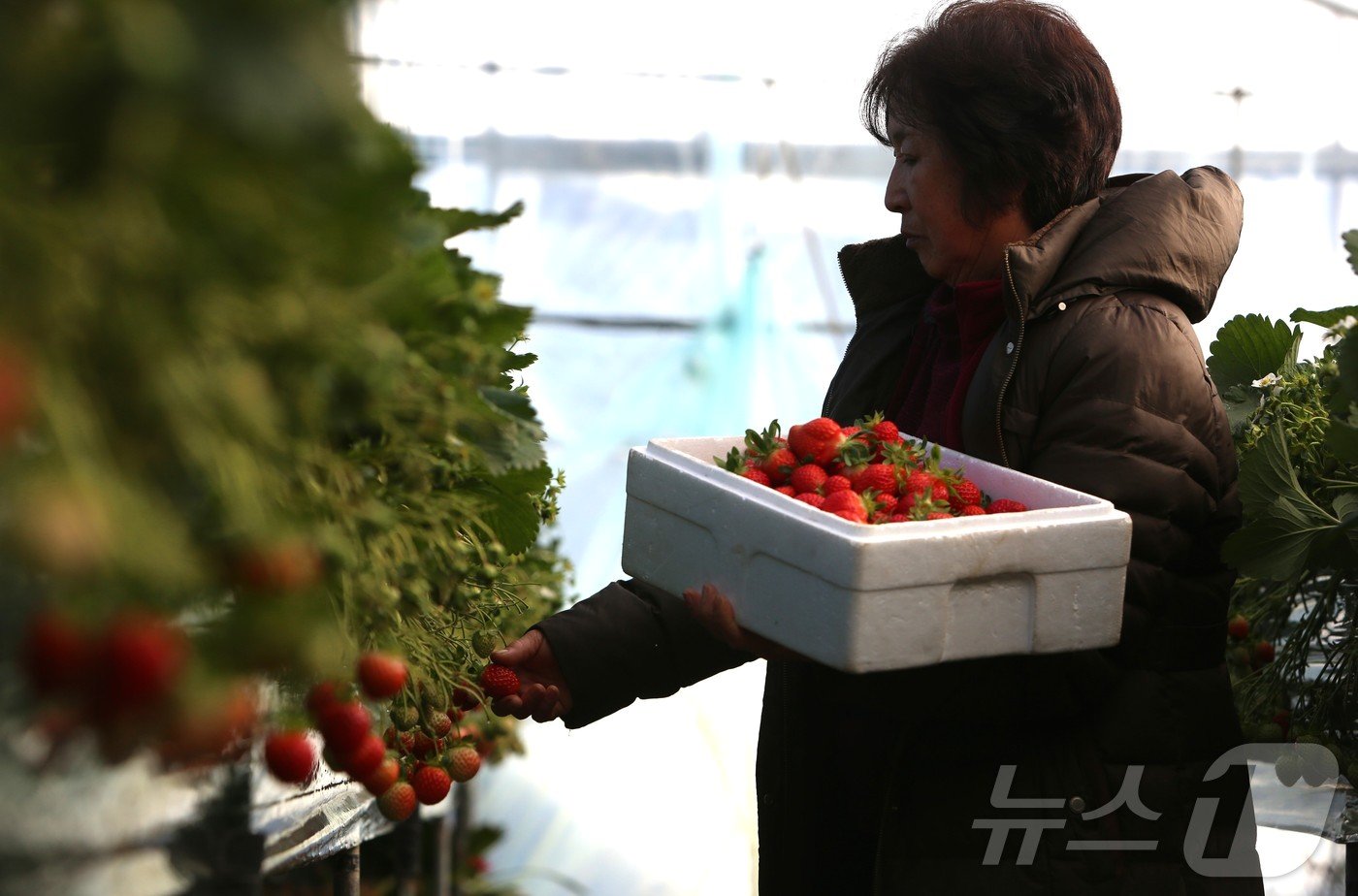 본문 이미지 - 충북 전체가 꽁꽁 얼어붙은 가운데 제천시 의림지동 인근 딸기 농가 주인이 '얼음딸기'를 수확하고 있다.2025.1.9/뉴스1 손도언 기자    