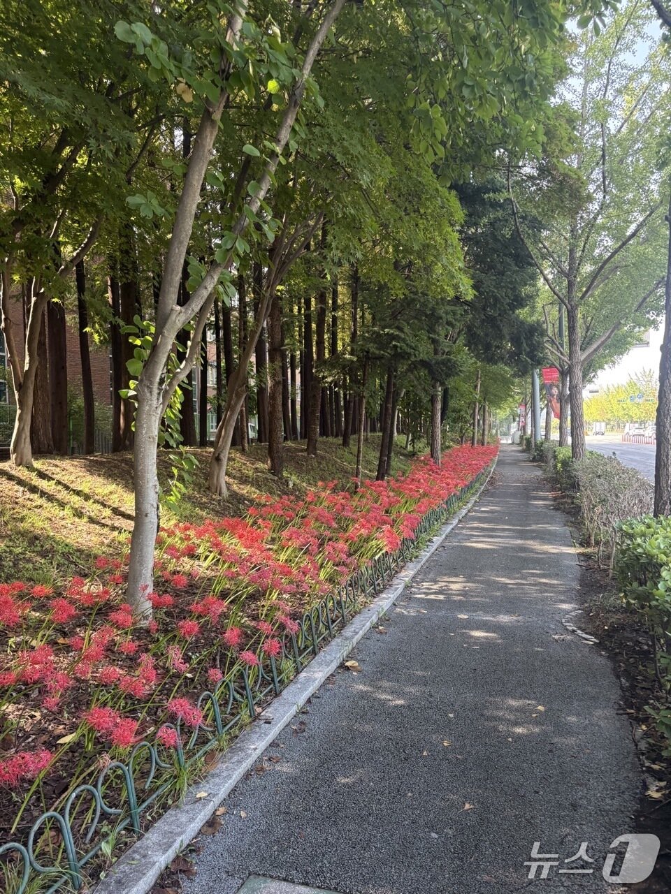 본문 이미지 - 중구 치유의숲. (대전시 제공. 재판매 및 DB금지) 2025.10.1/뉴스1