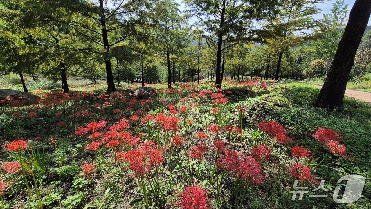 본문 이미지 - 월평권역 산책로. (대전시 제공. 재판매 및 DB금지) 2025.10.1/뉴스1