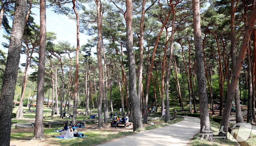 본문 이미지 - 안면도 자연휴양림 전경(태안군 제공. 재판매 및 DB금지)2025.10.1/뉴스1