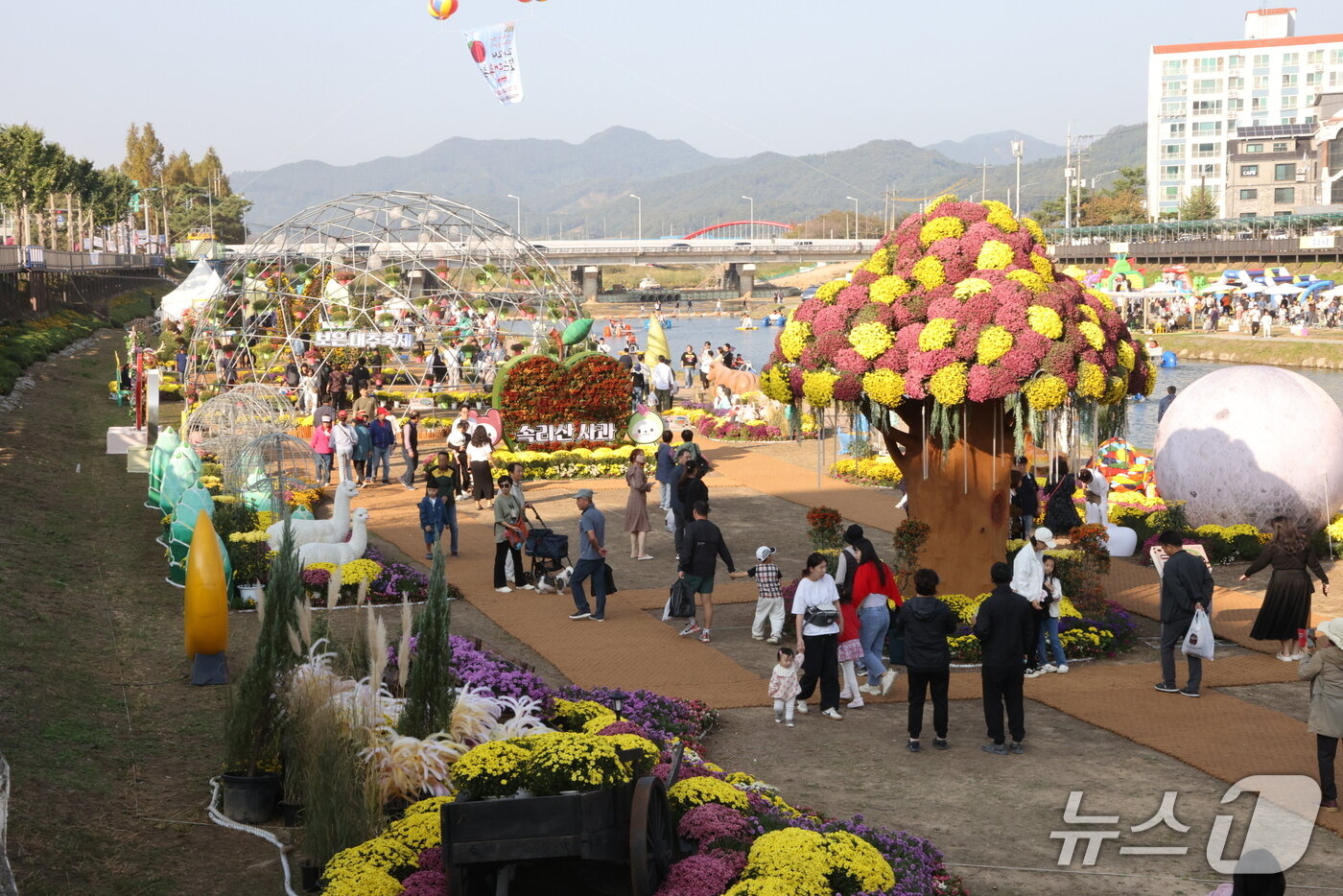 본문 이미지 - 지난해 보은대추축제 국화꽃동산 (보은군 제공. 재판매 및 DB금지) /뉴스1 