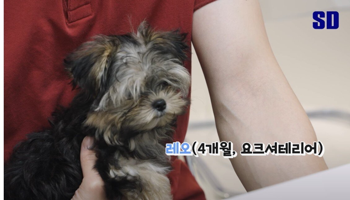 본문 이미지 - 실제 PDA 수술을 받은 강아지&#40;병원 제공&#41; ⓒ 뉴스1