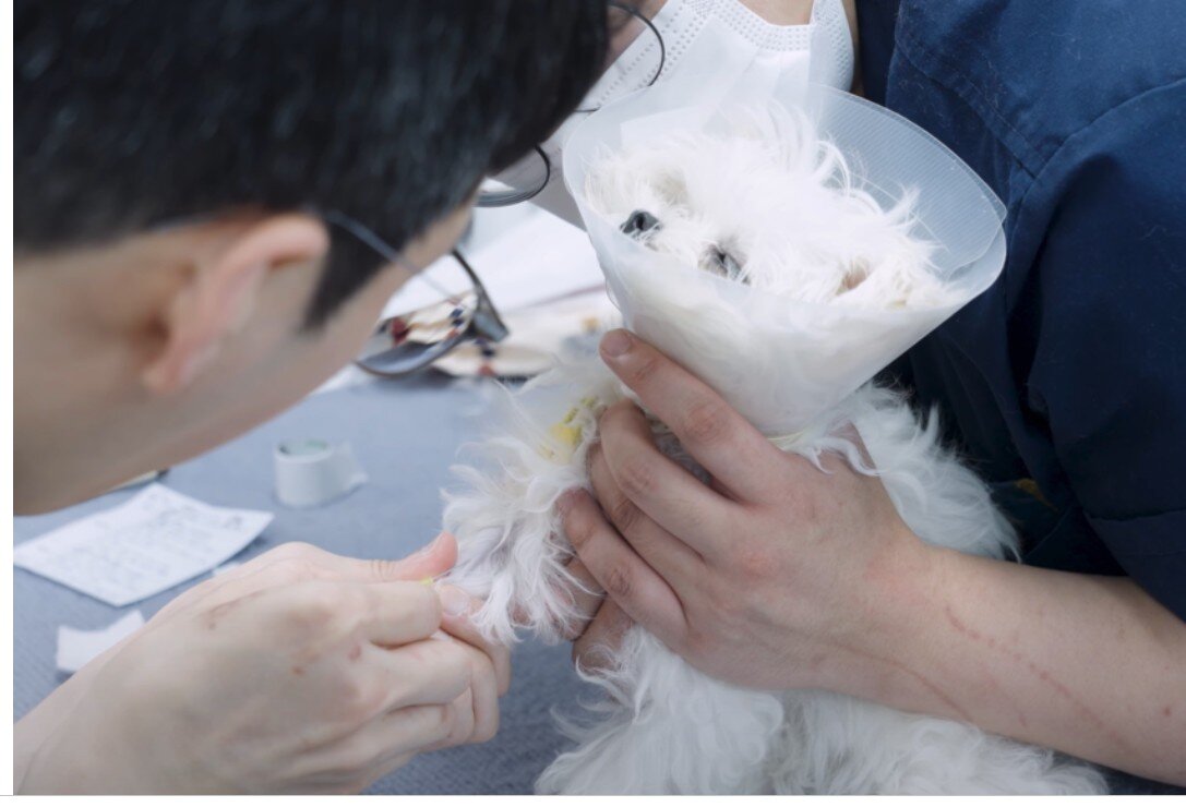 본문 이미지 - 실제 PDA 수술은 받은 4개월 강아지&#40;병원 제공&#41; ⓒ 뉴스1