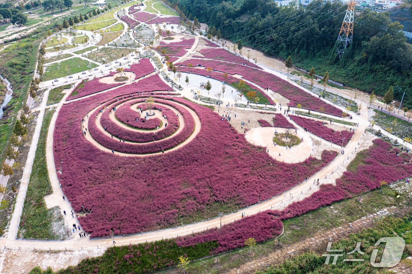 본문 이미지 - 합천 황강변 신소양체육공원의 핑크뮬리&#40;합천군 제공. 재판매 및 DB금지&#41;.