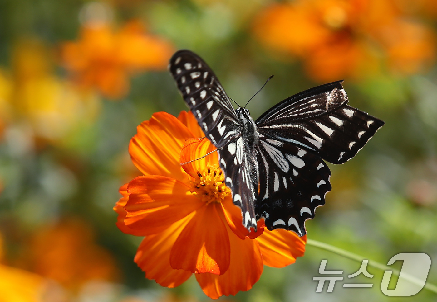 (대구=뉴스1) 공정식 기자 = 1일 대구 달서구 테마파크 이월드 포시즌 가든에서 나비가 곱게 핀 황화 코스모스에 날아들어 꿀을 따고 있다.  2025.10.1/뉴스1