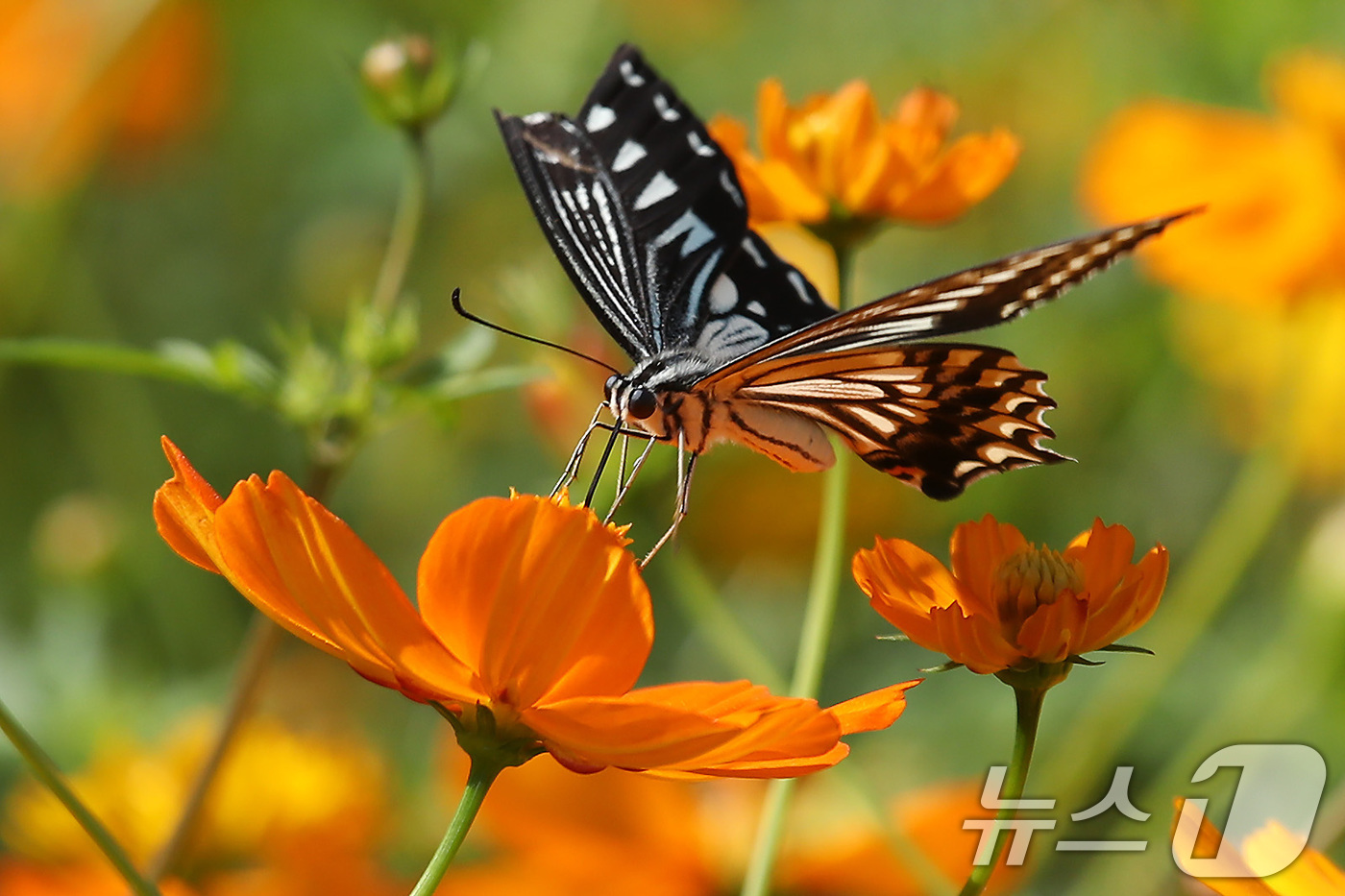 (대구=뉴스1) 공정식 기자 = 1일 대구 달서구 테마파크 이월드 포시즌 가든에서 나비가 곱게 핀 황화 코스모스에 날아들어 꿀을 따고 있다.  2025.10.1/뉴스1