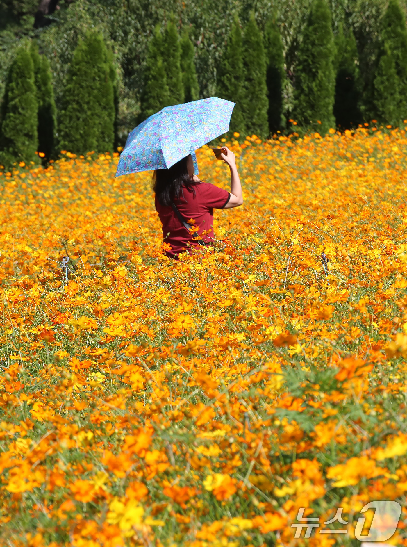 (대구=뉴스1) 공정식 기자 = 1일 대구 달서구 테마파크 이월드를 찾은 시민이 황화 코스모스가 곱게 물든 포시즌 가든을 산책하며 완연한 가을을 만끽하고 있다.  2025.10.1 …