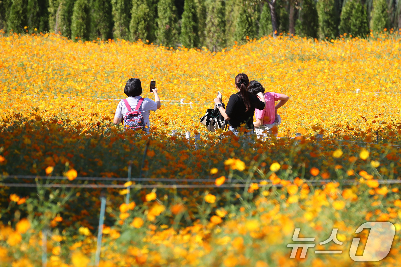 (대구=뉴스1) 공정식 기자 = 1일 대구 달서구 테마파크 이월드를 찾은 시민이 황화 코스모스가 곱게 물든 포시즌 가든을 산책하며 완연한 가을을 만끽하고 있다.  2025.10.1 …