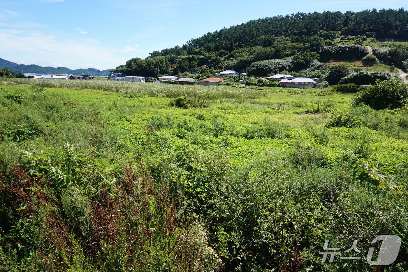 본문 이미지 - 마을 중앙에 있는 미나리꽝. 지금은 늪지로 변했다. 2025.10.3/뉴스1 ⓒ News1 조영석 기자 