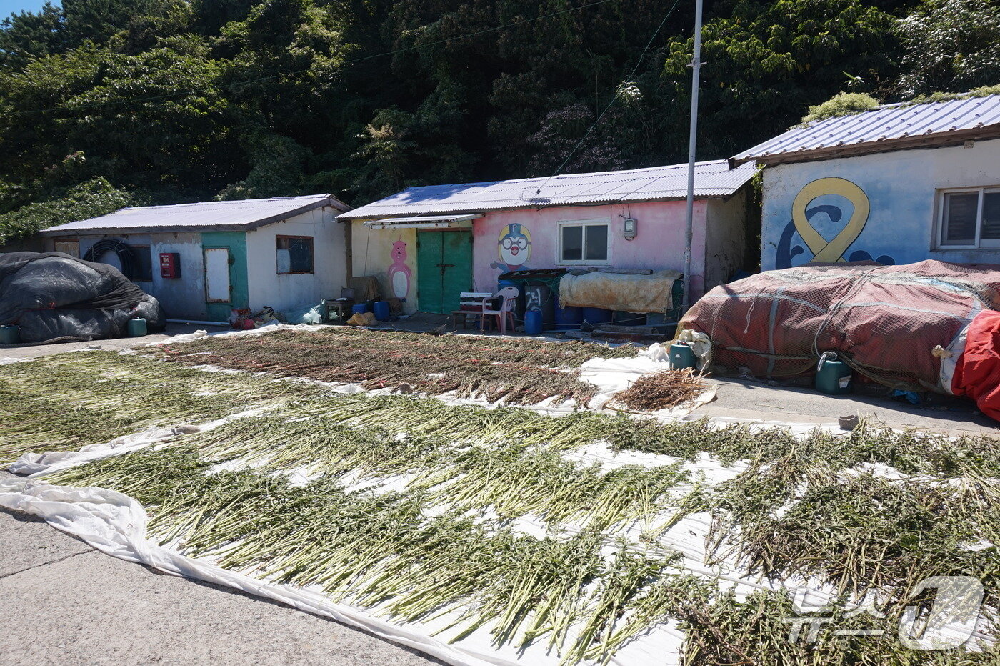 본문 이미지 - 참깨 말리는 풍경. 2025.10.3/뉴스1 ⓒ News1 조영석 기자 