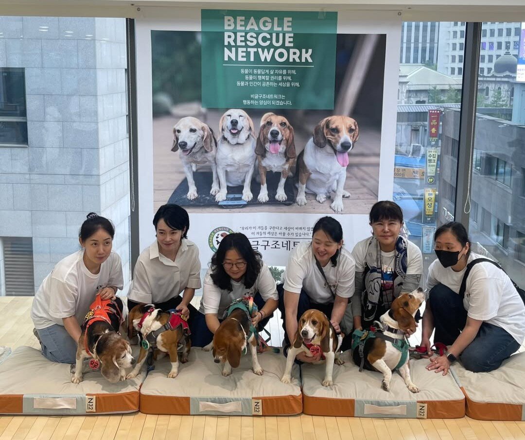본문 이미지 - 제1회 비글 입양제에 참가한 실험 비글들과 봉사자들&#40;강소영 교수 제공&#41; ⓒ 뉴스1