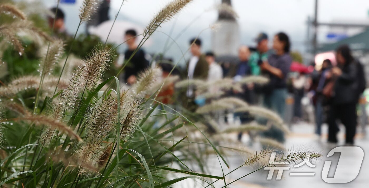 본문 이미지 - 추석 연휴가 끝나고 첫 출근일이자 비가 내리는 10일 오전 서울 종로구 광화문 사거리에 놓인 수크렁이 물기를 머금고 있다. 2025.10.10/뉴스1 ⓒ News1 김민지 기자