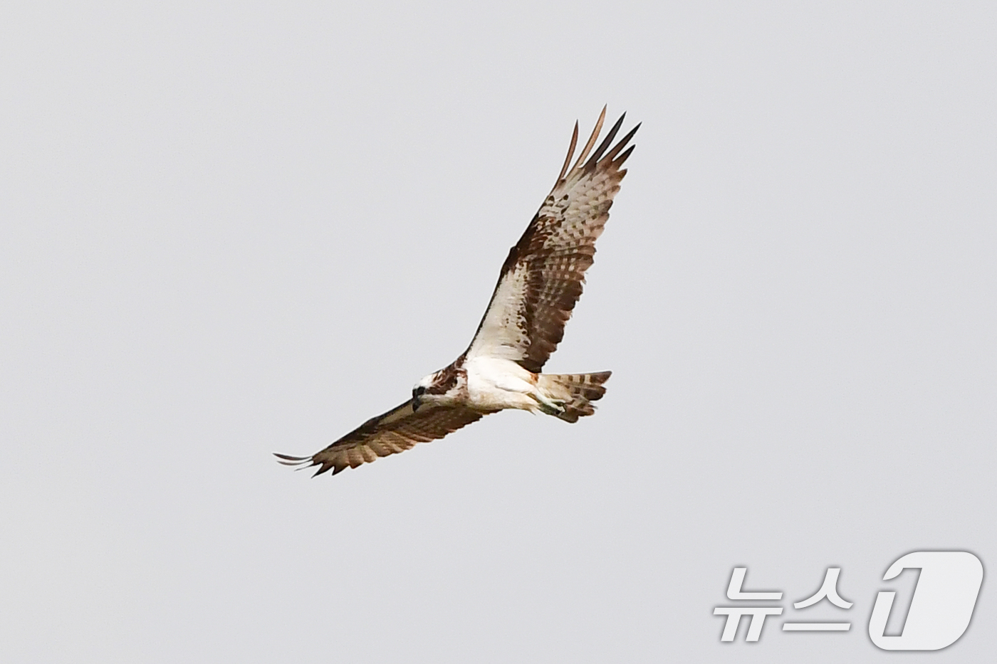(포항=뉴스1) 최창호 기자 = 10일 경북  포항시 남구 연일읍 형산강 상공에서 환경부 멸종위기 야생생물 II급 물수리가 물고기 사냥을 준비하고 있다.  2025.10.10/뉴스 …